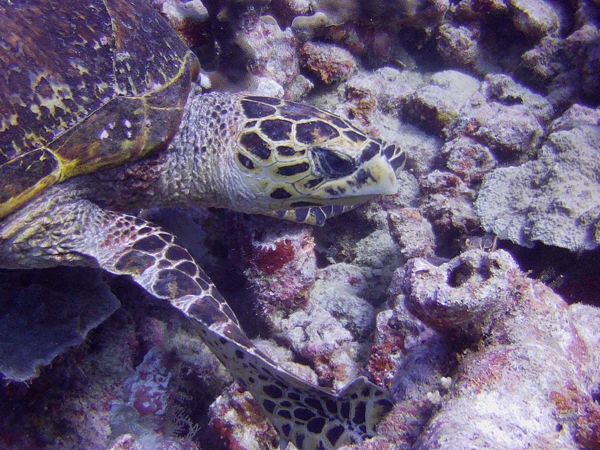 فندق Butiama Marine Camp Utende المظهر الخارجي الصورة