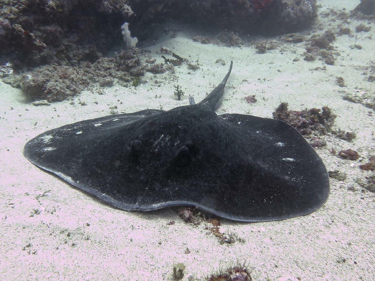 فندق Butiama Marine Camp Utende المظهر الخارجي الصورة
