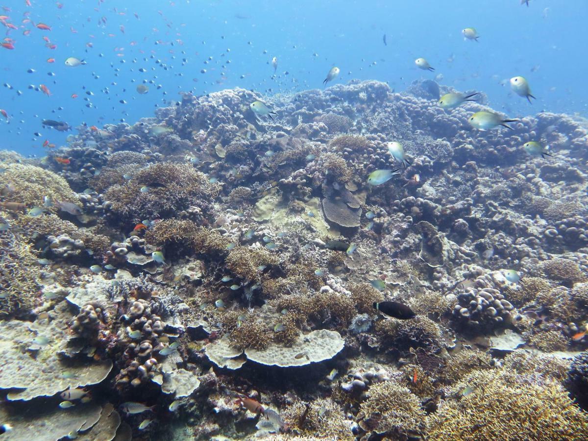 فندق Butiama Marine Camp Utende المظهر الخارجي الصورة